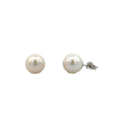 Freshwater Pearl Earrings in 14 kt White Gold